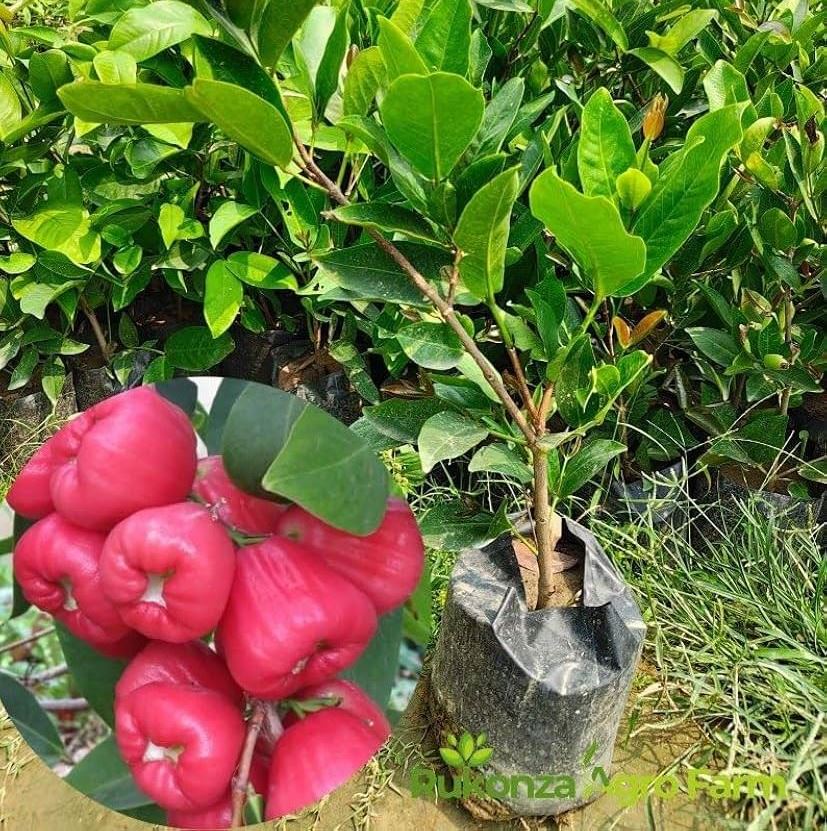 Syzygium Aqueum