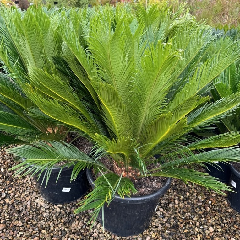 Cycad Palm