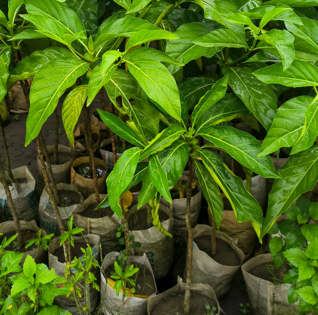 Morinda Citrifolia