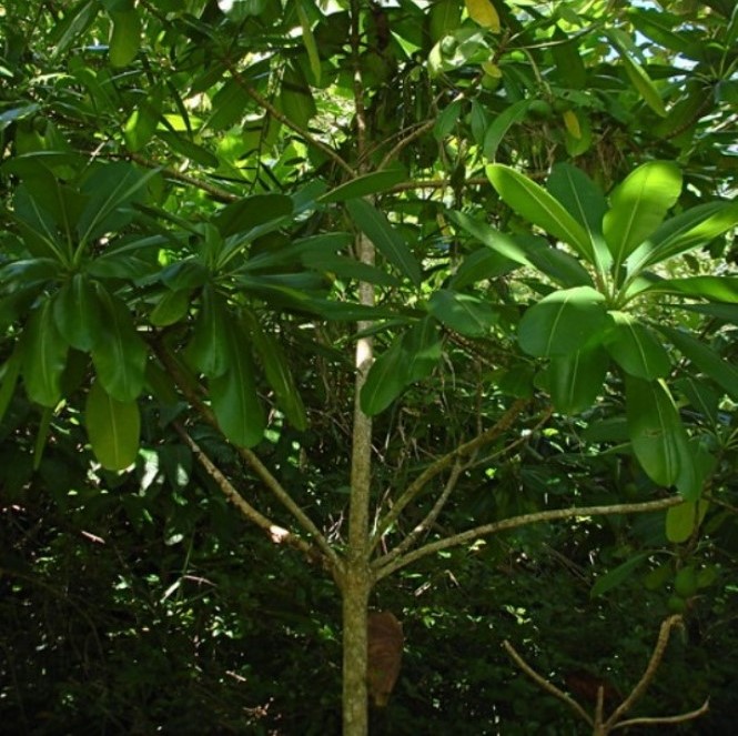 Ochrosia Oppositifolia