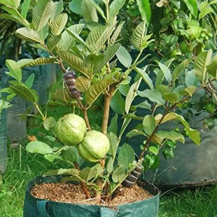 Psidium Guajava